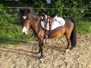 Welsh Pony Lilly