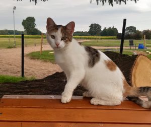 Hofkatze Minka