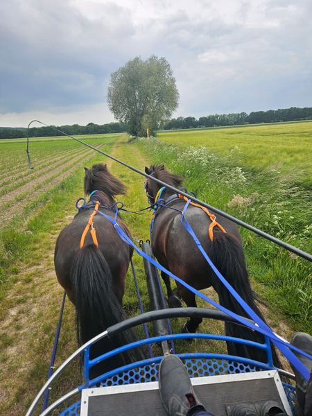Kutschfahrt mit zwei Islandpferden